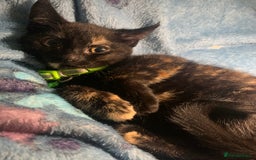 Mixed Breed cats for sale: Female Kitten - Image 2