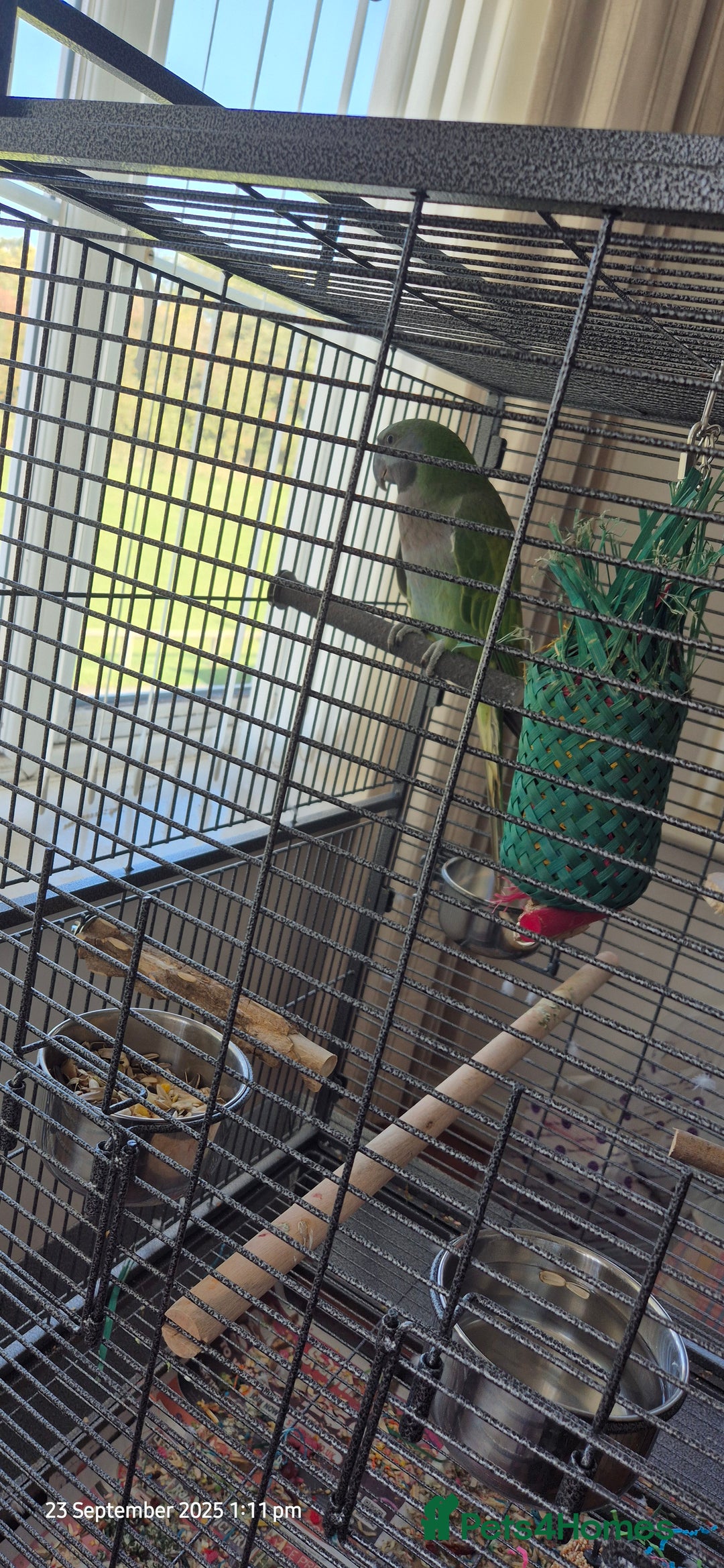 Parakeets birds for sale: 5 month old derbyan male  - Image 2
