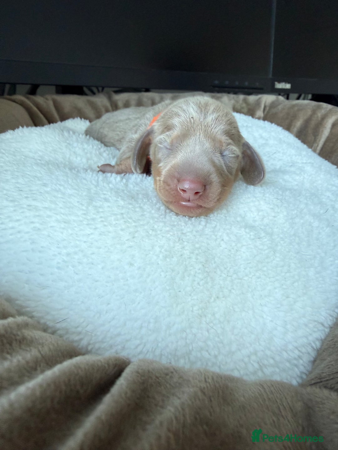 Miniature Dachshund dogs for sale: KC Miniature Dachshund short hair 4M 1F - Advert 10