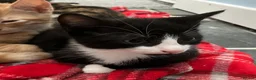Mixed Breed cats for sale: 2 Lovely kittens for sale (1 boy, 1 girl) - Advert 19