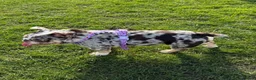 English Bulldog dogs for sale: Beautiful MERLE rare English Bulldog 🌸 - Advert 3