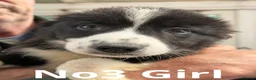Border Collie dogs for sale: Pedigree Border collie pups - Advert 6