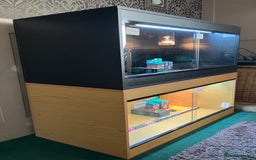 Bearded Dragon reptiles for sale: New Bearded Dragon Vivarium Setup Kits in Downham Market - Image 3