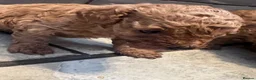 Toy Poodle dogs for sale: Beautiful Mixed Litter Toy Poodle Puppies ❤️🐾🐩 - Advert 7