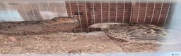 Quail poultry for sale: Gorgeous 8 week old corturnix quail  - Advert 18