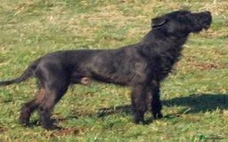 Patterdale Terrier dogs for sale: Patterdale Terrier available,wee Jake. - Image 1