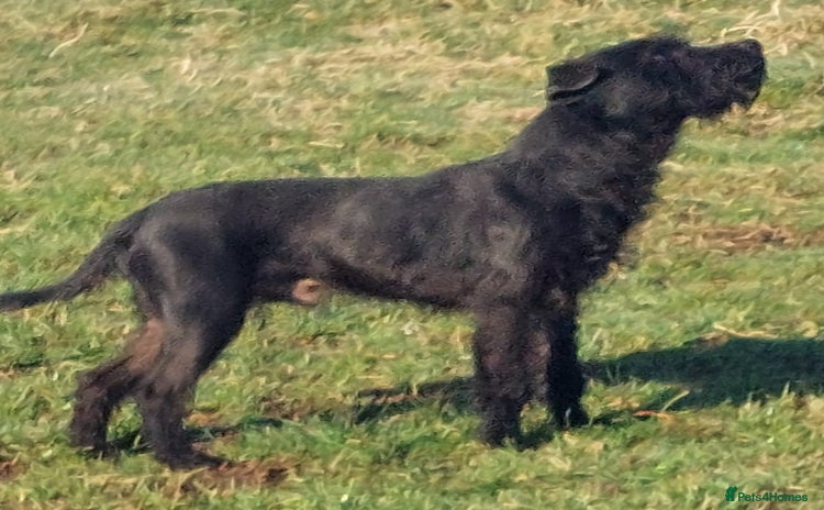 Patterdale Terrier dogs - Advert 1