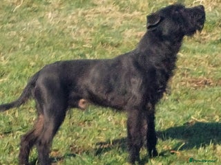 Patterdale Terrier dogs for sale - Advert 1