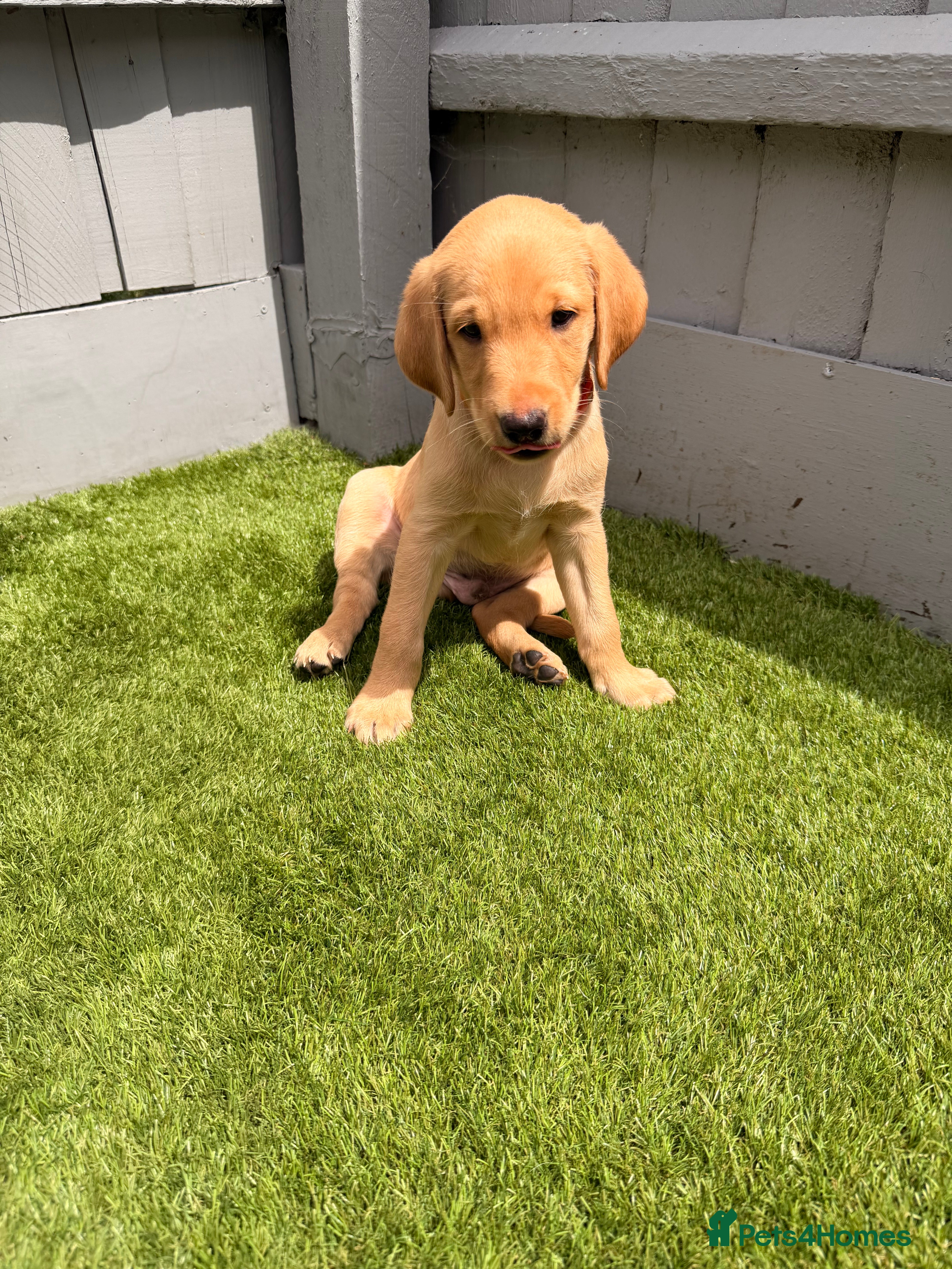 Labrador Retriever dogs FTCH KC Registered  - Advert 2