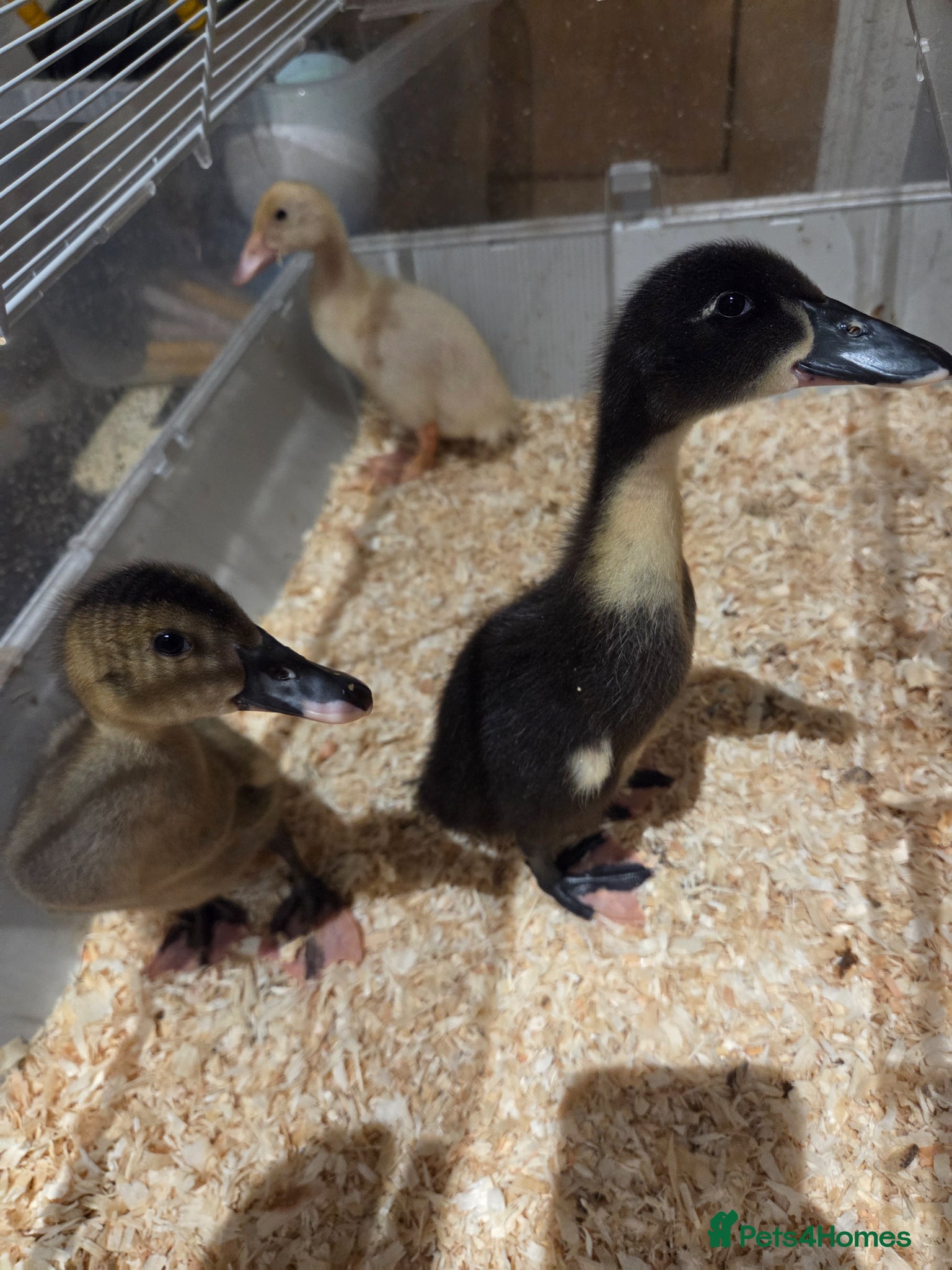 Ducks poultry for sale: Gorgeous unsexed ducklings - Advert 1