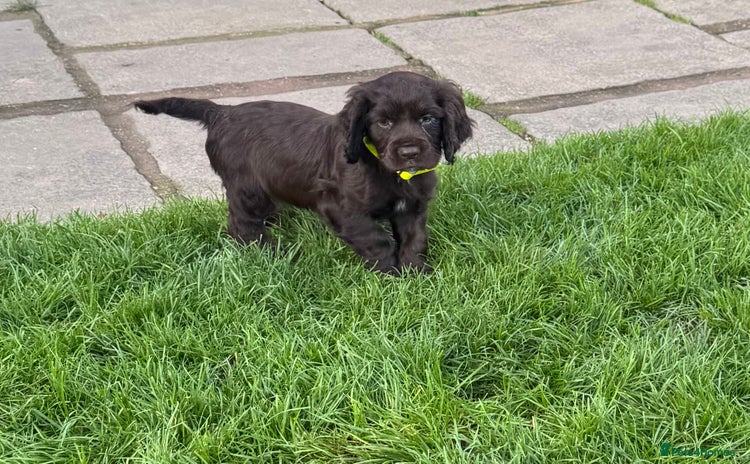 Sprocker dogs - Advert 12