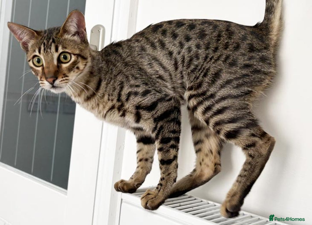 Savannah cats for sale: Three beautiful F5 SBT Savannah sisters - Advert 11