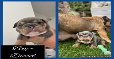 English Bulldog dogs - Advert 10