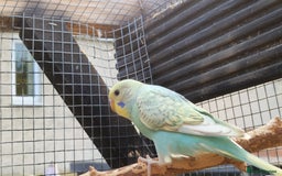 Budgerigars birds for sale: 6 baby budgies for sale from £30 to £40 - Image 11