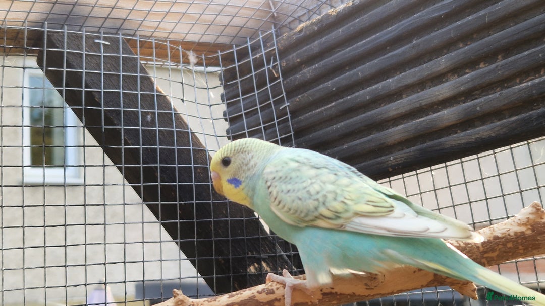 Budgerigars birds for sale: 6 baby budgies for sale from £30 to £40 - Image 11