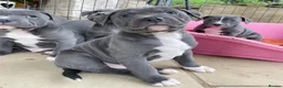 Staffordshire Bull Terrier dogs for sale: Beautiful Staffordshire Bull Terrier Puppies in Manchester - Advert 2