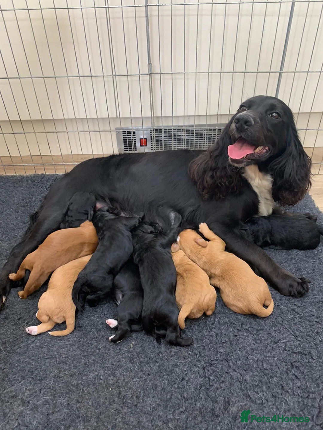 Miniature Poodle dogs for stud: Red Miniature poodle stud- kc reg and health tests in Tonbridge - Advert 3