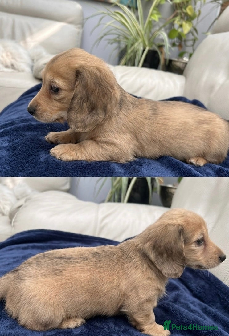 Dachshund dogs Mini Long haire Dachshund - Advert 12