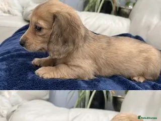 Dachshund dogs Mini Long haire Dachshund - Advert 12