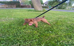 Patterdale Terrier dogs for sale: ⭐️PATTERDALE TERRIER PUPPIES  - Image 26