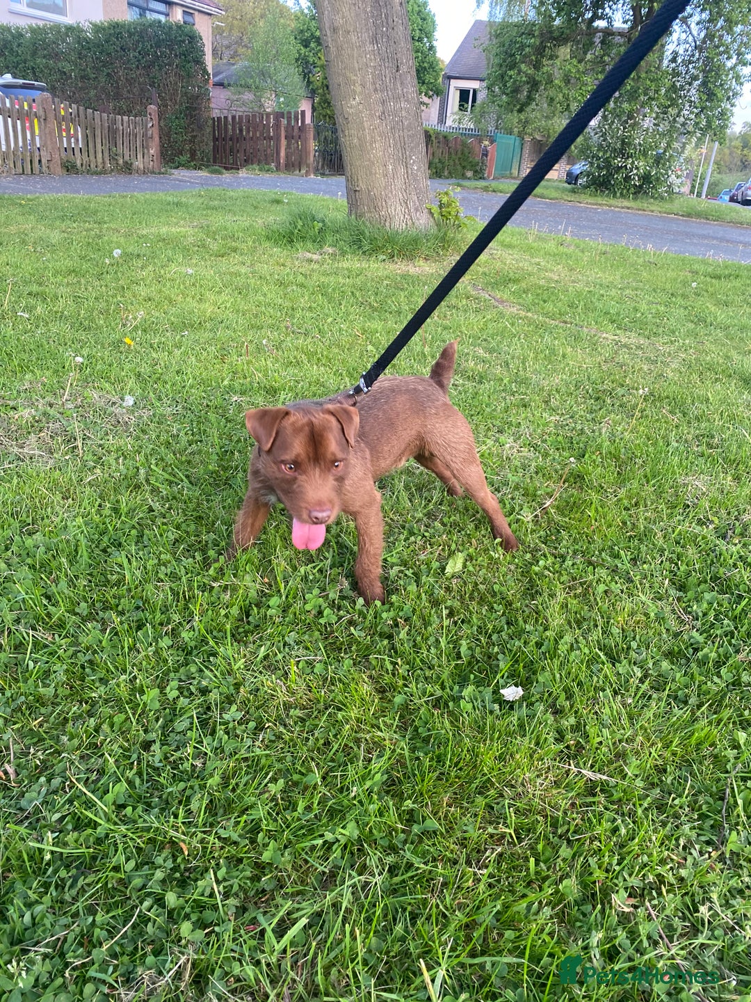 Patterdale Terrier dogs for sale: ⭐️PATTERDALE TERRIER PUPPIES  - Image 26