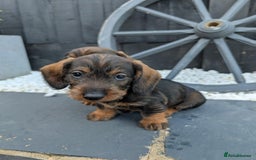 Dachshund dogs for sale: KC Register Standard Wirehaired Dachshund Puppies in Lincoln - Image 7