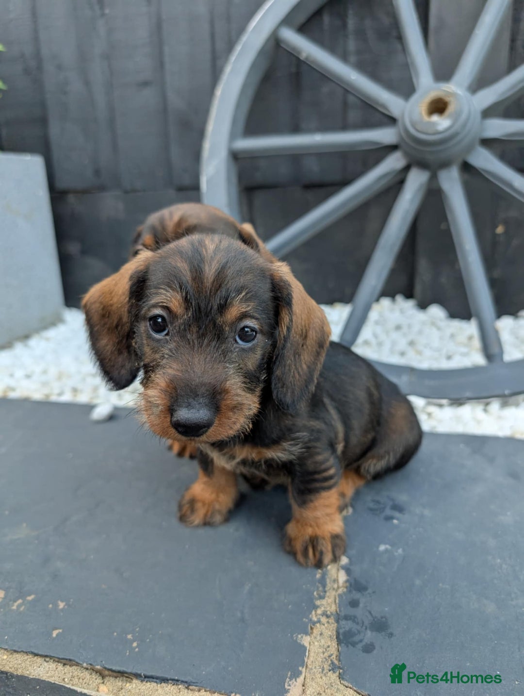 Dachshund dogs for sale: KC Register Standard Wirehaired Dachshund Puppies in Lincoln - Image 7
