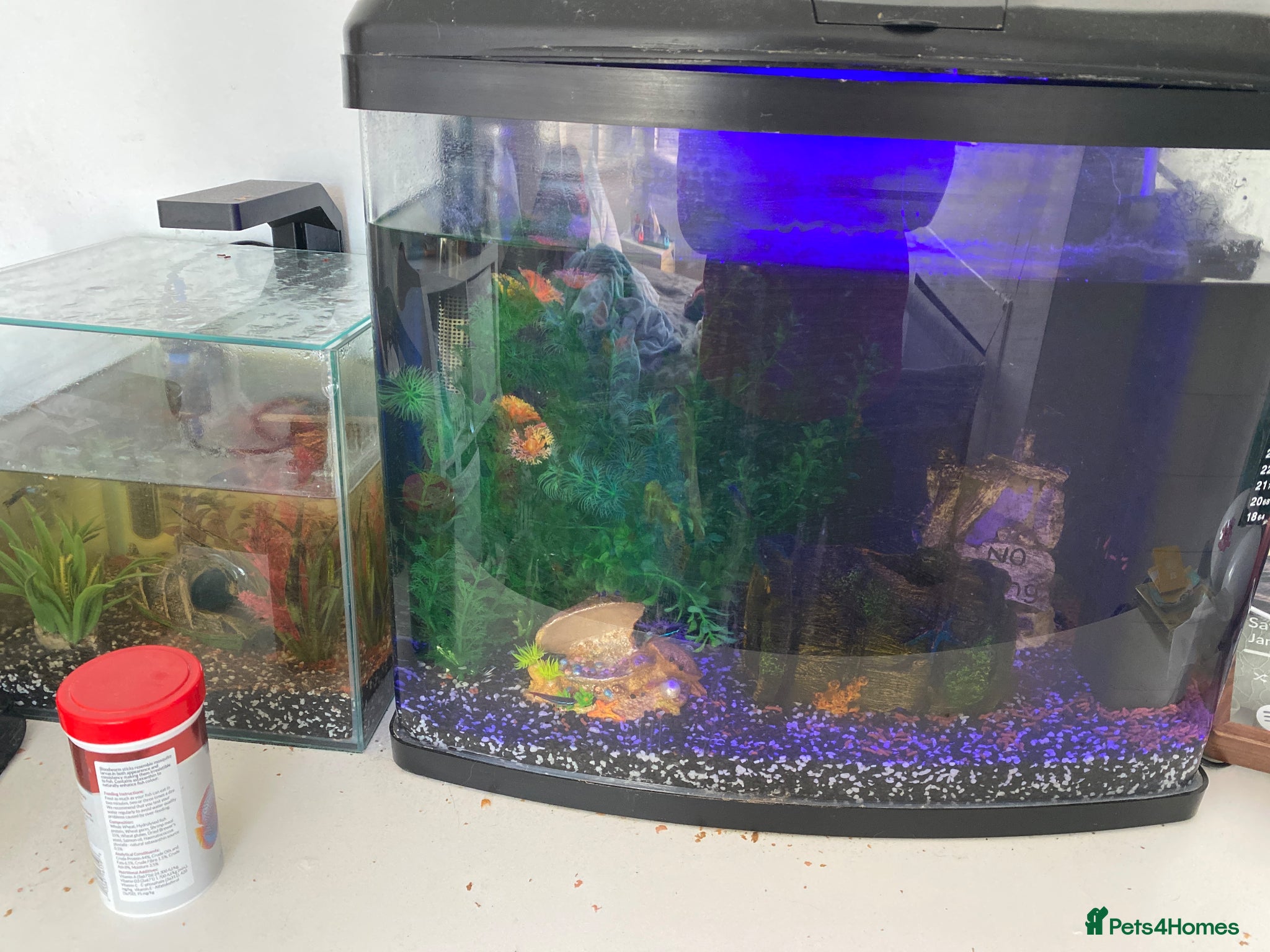 Other/Mixed Breed fish Fish with fish tanks - Advert 5