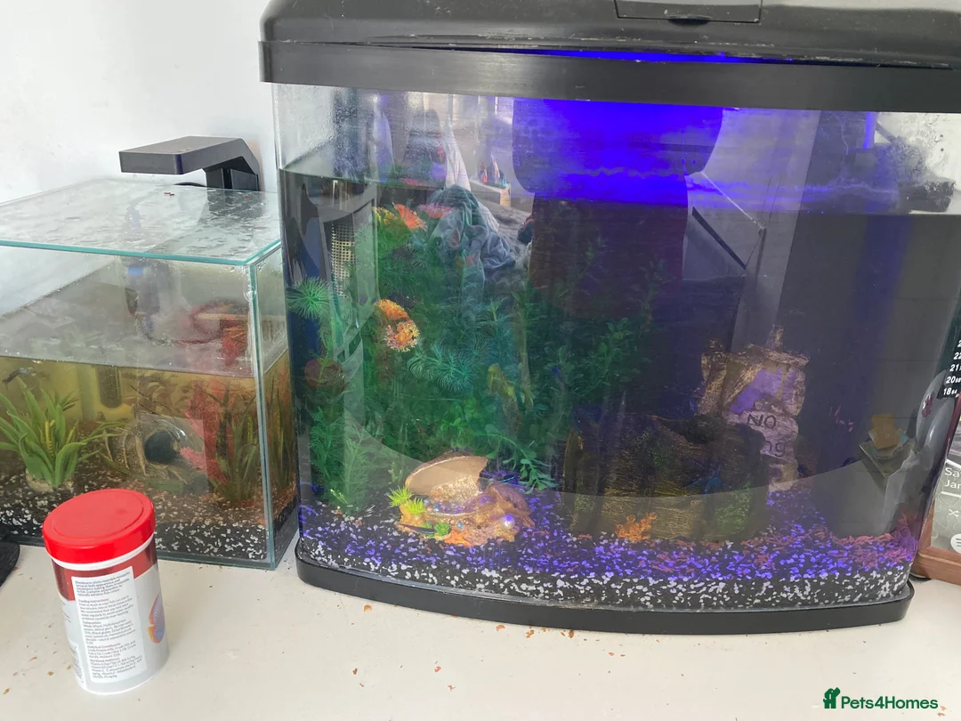 Other/Mixed Breed fish for sale: Fish with fish tanks in Aylesbury - Advert 1