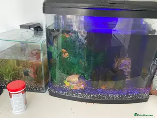 Other/Mixed Breed fish Fish with fish tanks - Advert 1