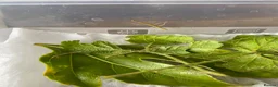 Stick Insects invertebrates for sale: Stick Insects - Green Indian in Swindon - Advert 2