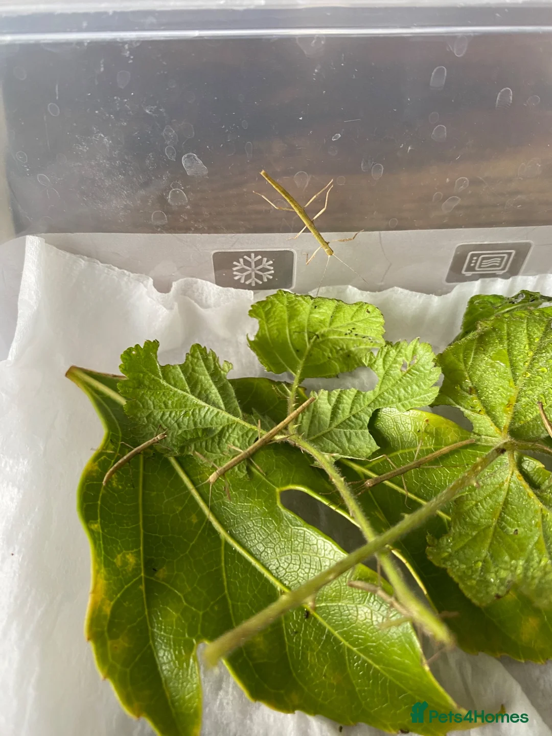 Stick Insects invertebrates for sale: Stick Insects - Green Indian in Swindon - Advert 2