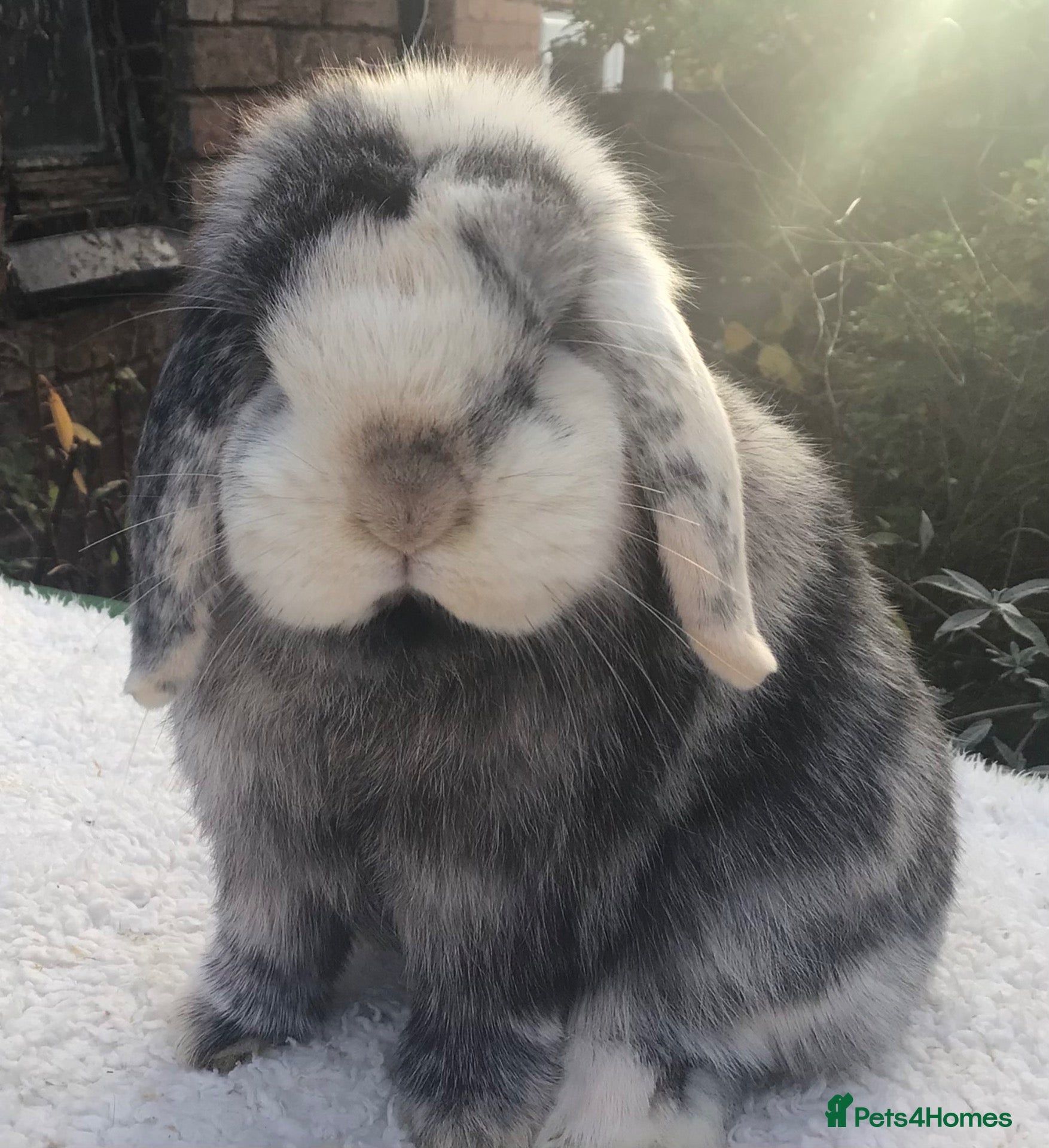 Mini Lop rabbits Mini lop doe - Advert 1
