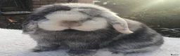 Mini Lop rabbits for sale: Mini lop doe - Advert 1