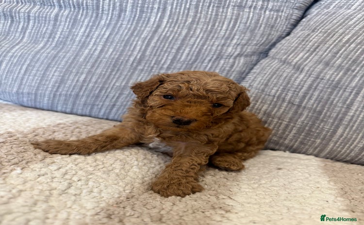 Schnoodle dogs - Advert 6