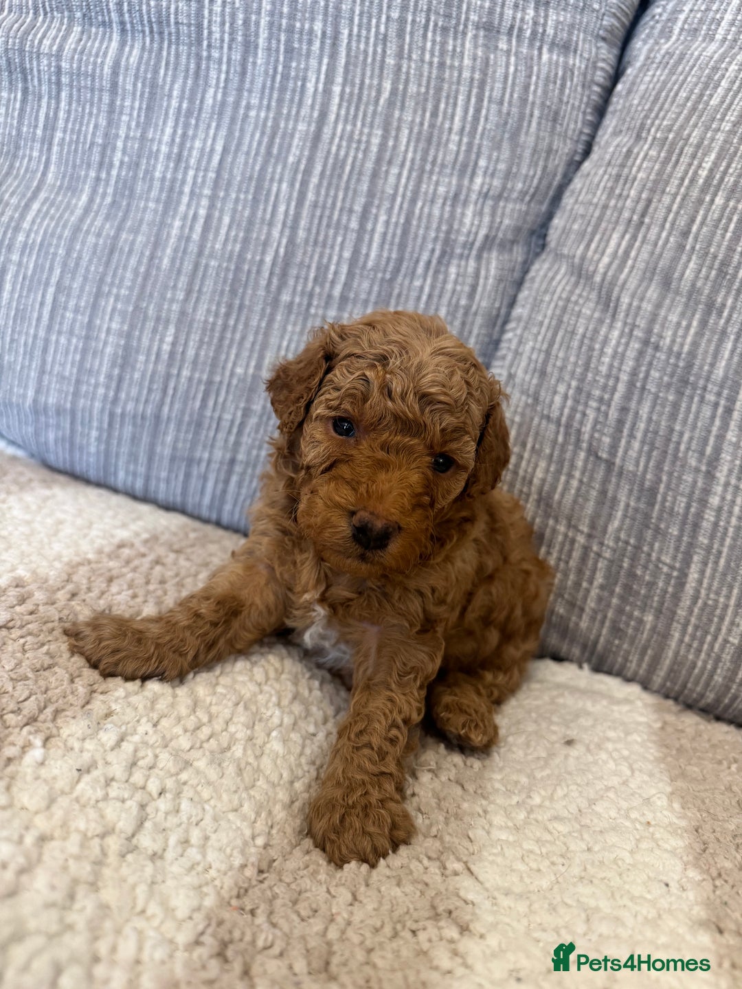 Schnoodle dogs for sale: Miniature Poodle X Schnoodle pups for sale - Image 1