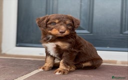 Bordoodle dogs for sale: OUTSTANDING *TRI COLOUR* MINIATURE BORDOODLES - Image 5
