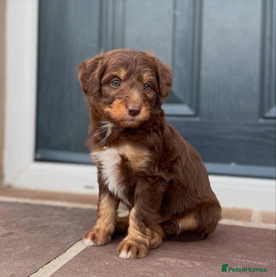 Bordoodle dogs for sale: OUTSTANDING *TRI COLOUR* MINIATURE BORDOODLES - Image 5