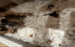 Rat rodents for sale: RATS FOR SALE - Image 4
