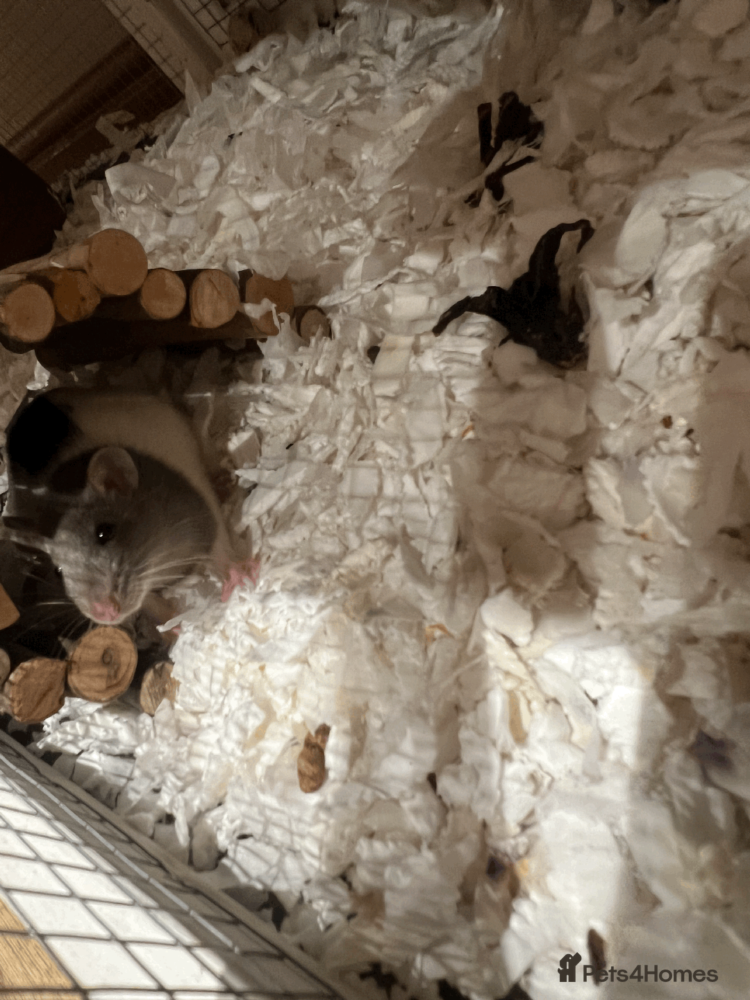 Rat rodents for sale: RATS FOR SALE - Image 4