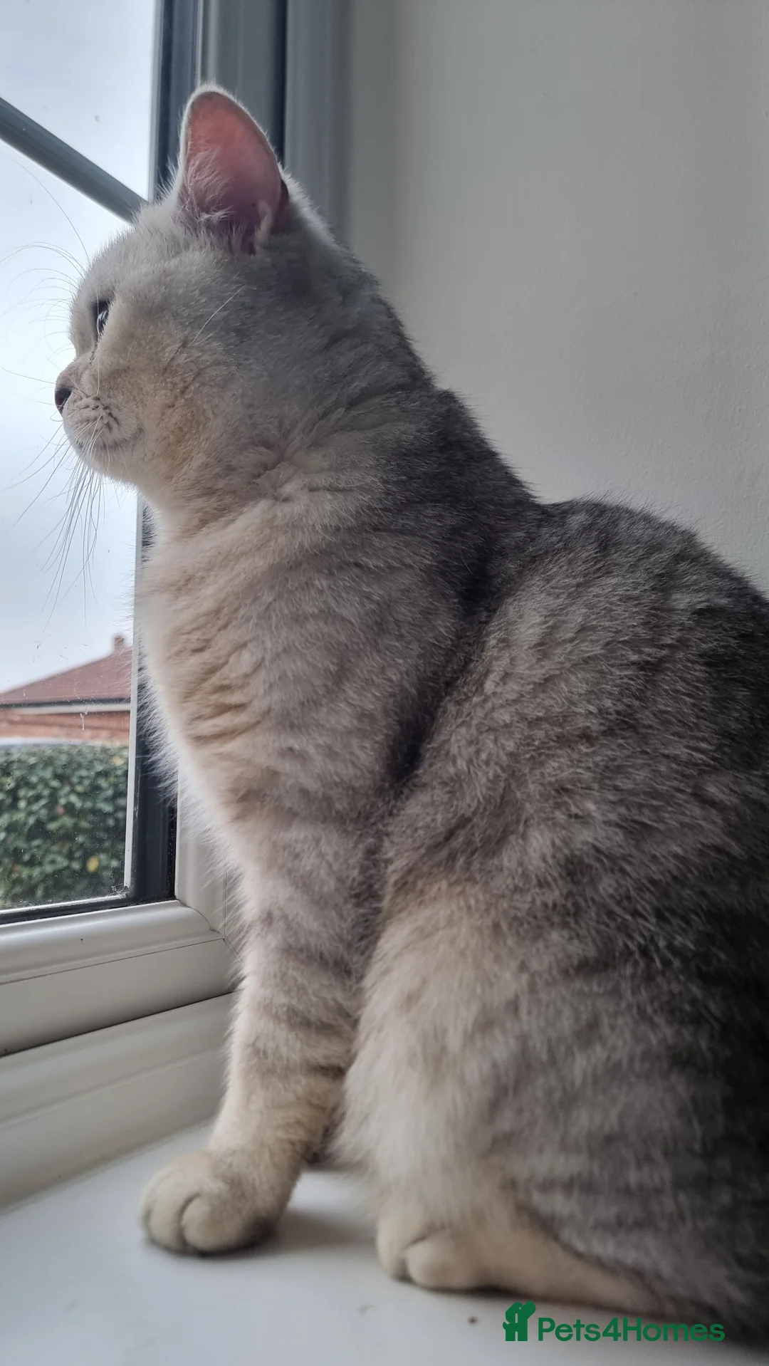British Shorthair cats for sale: British Shorthair GCCF Stud DNA tested champion  - Advert 2