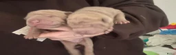 Shar Pei dogs for sale: Fluff and horse coat sharpeis  - Advert 2