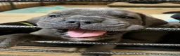 Cane Corso dogs for sale: Cane corso pups  - Advert 3