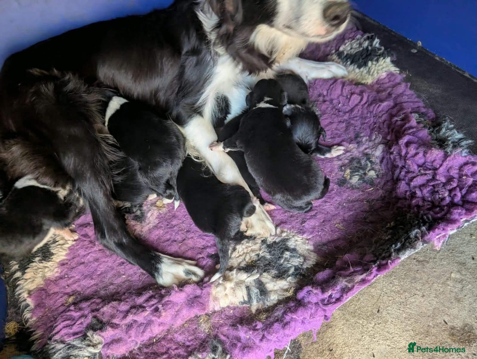 Border Collie dogs Isds registered border collie pups  - Advert 2