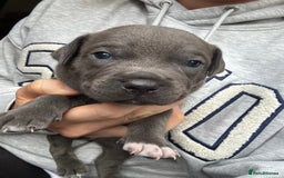 Staffordshire Bull Terrier dogs for sale: Quality Blue Health Tested  - Advert 2