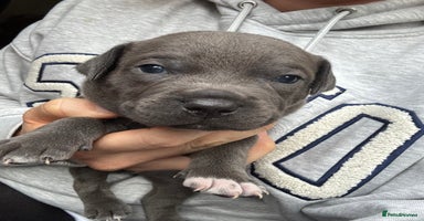 Staffordshire Bull Terrier dogs Quality Blue Health Tested  - Advert 4