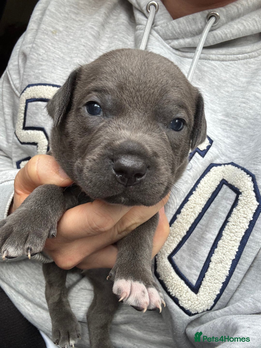 Staffordshire Bull Terrier dogs for sale: Quality Blue Health Tested  - Advert 2