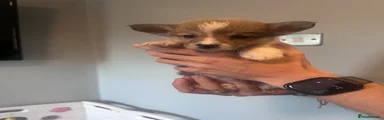Smudge 