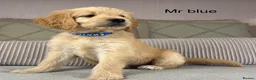 Goldendoodle dogs for sale: BEAUTIFUL HEALTHY LOVING PUPPIES  - Advert 36