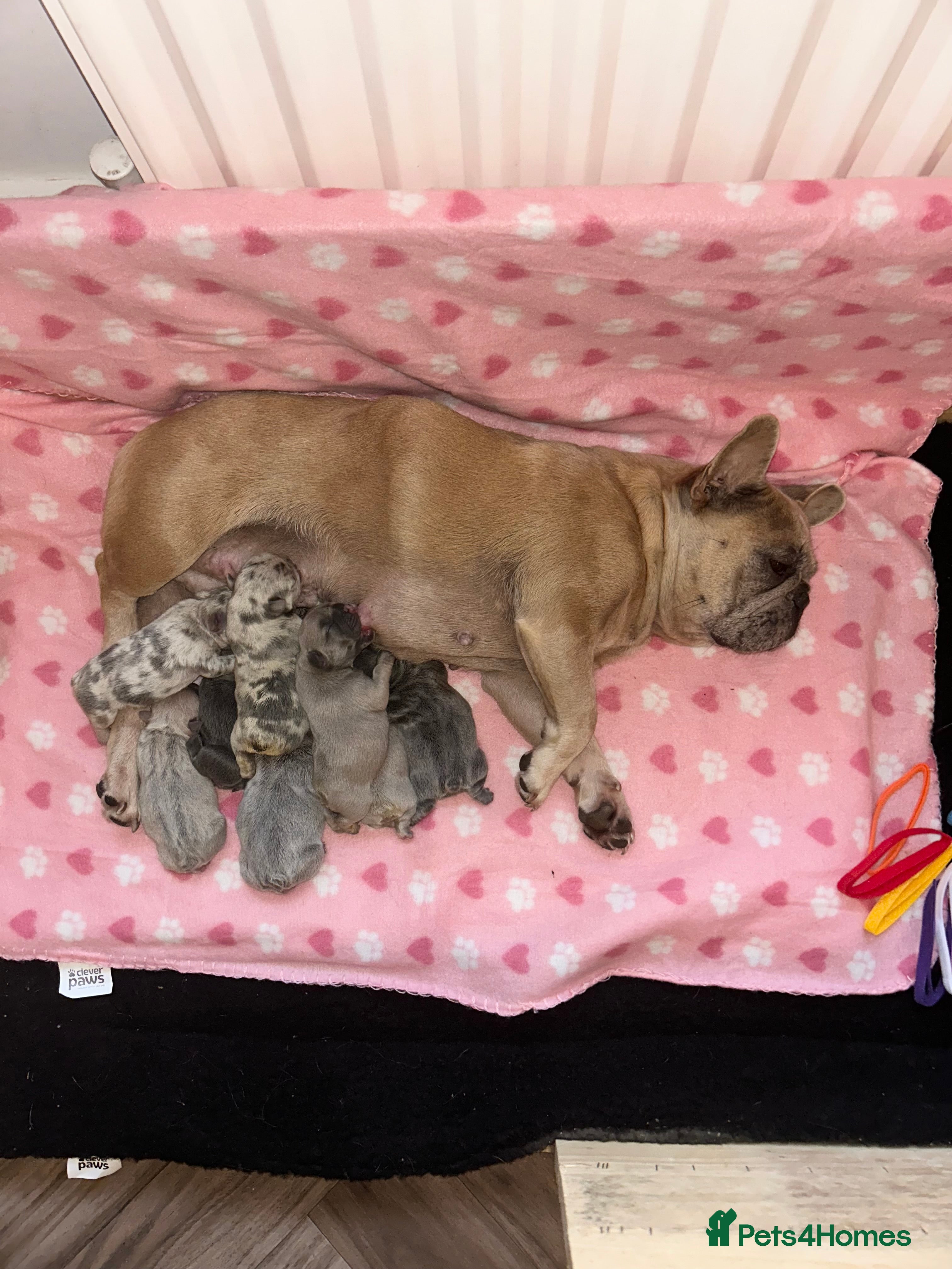 French Bulldog dogs Frenchies ⭐️ ready 24/12/2025 - Advert 1